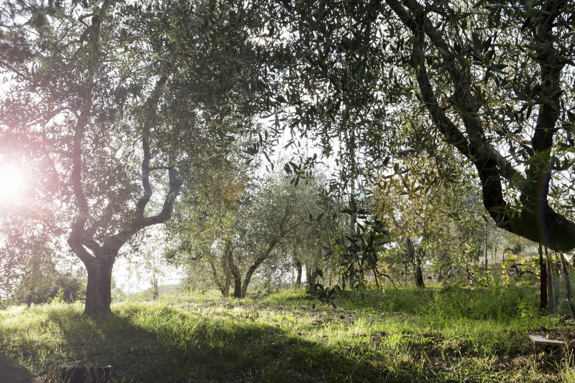 Country House Sofiavillas Gaiole in Chianti Bagian luar foto